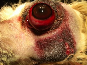 www.doctor-vet.ro proptoza traumatica a globului ocular la caine, urgenta majora