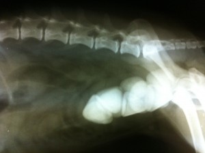 radiografie caine, calculi vezicali mari, www.doctor-vet.ro