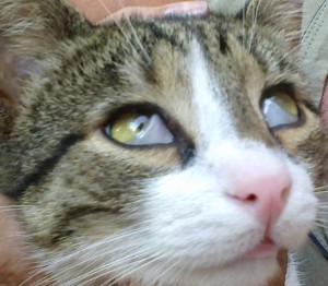 pleoapa a treia (membrana nictitanta) evidenta in cazul ambilor ochi ai unei pisici. www.doctor-vet.ro