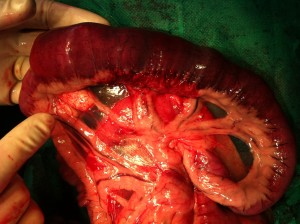 imaginea unei obstructii intestinale la un Golden Retriever (stiulete de porumb). www.doctor-vet.ro