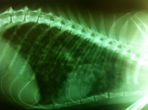 Radiografie a unor metastaze toracice la pisica. www.doctor-vet.ro
