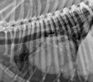Radiografie a unei tumori toracice la caine. www.doctor-vet.ro