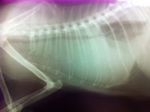 Radiografie a unei pisici cu hidrotorax sever. www.doctor-vet.ro