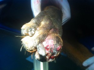 Rottweiler. Deget afectat de osteosarcom. www.doctor-vet.ro
