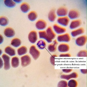 Babesia la microscop, in ineriorul eritrocitului. www.doctor-vet.ro