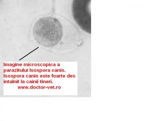 Isospora canis. www.doctor-vet.ro