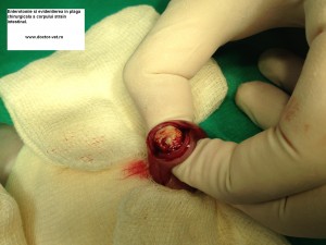 Enterotomie si extragere corp strain intestinal, la pisica. www.doctor-vet.ro