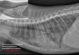 Pneumonie micotica la pisica. www.doctor-vet.ro