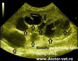 Rinichi polichistic felin. www.doctor-vet.ro