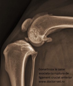 Ruptura de ligament cruciat anterior si gonartroza, la caine. www.doctor-vet.ro